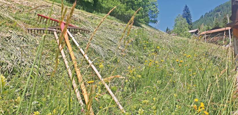 I prai de chis ultimi agn i à semper manco arba: n efet del mudament del clima?
