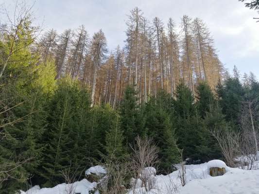 Coche vèrda fora l bosch magnà dal becherle. (foto: Ofize Forestal Distretual Ciavaleis)
